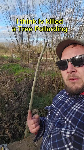 pollarding a willow tree #offgridliving #offgridlife #homestead #vanlife #trees