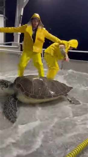 unexpectedly depositing a large sea turtle onto the deck in front of two startled crew members.