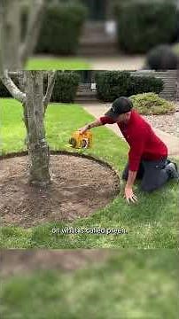 How to Mulch Around a Tree the Right Way 🌳