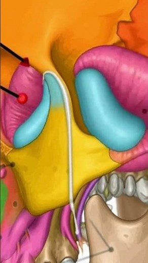What is the SPHENOID Sinus?