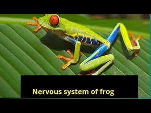 Nervous system of frog . disection of nervous system of frog practical 2 12th zoology .