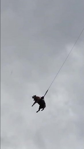 Cow Gets Airlifted by Helicopter from Swiss Alps