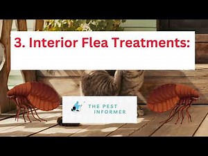 How To Get Rid of Fleas In Your Home With 5 Quick Steps!