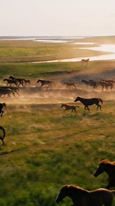 Majestic Gallop: A Drone's Eye View of Wild Horses Running Free.