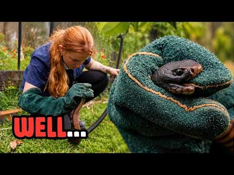 This Red-Bellied Black Snake Did NOT Want To Let Go