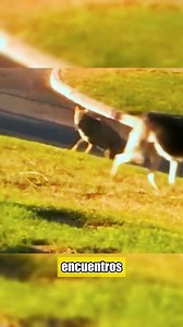 23K views · 220 reactions | Husky siberiano vs coyote | RODRI Vlogs | Facebook