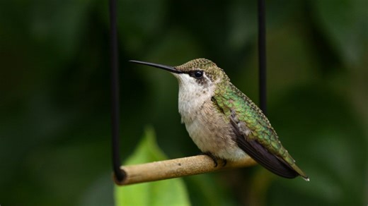 Creative DIY Hummingbird Swings To Bring More Feathered Beauties To Your Yard