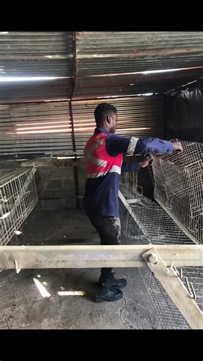 Installation of Layer Cages in Poultry Farming