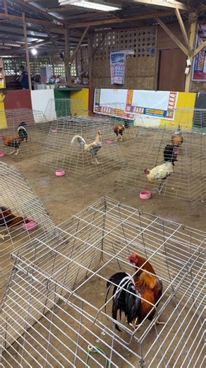 Galen Solamin Pacturan on Reels