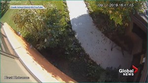 Moose smashes through the glass door of B.C. school district office