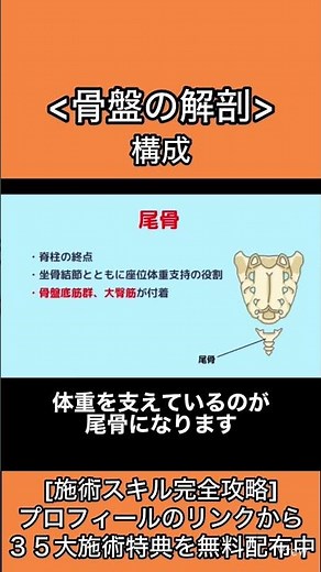 骨盤を構成する恥骨、尾骨、仙腸関節について簡単に解説しました。恥骨や尾骨の解剖まで知っておくことが大事です。仙腸関節は腰痛や身体のバランスに関係するので、みることも多いと思います。