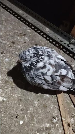 Mafia ka matlab#pigeon #kabootar #pigeonlaver 💚👍