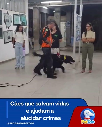 Cães que salvam vidas e ajudam a elucidar crimes 🐶❤🔍