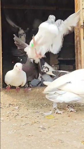 Aasman ka awaaz #pigeon