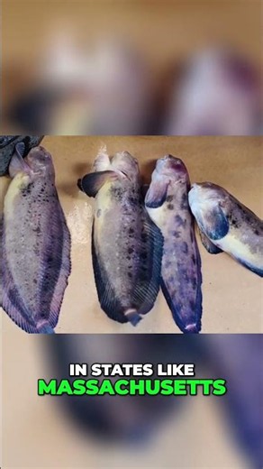 Fishing's Impact: How Europeans Exploited New World Waters #shorts