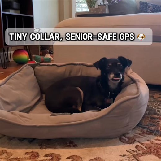 From smart to genius — the all-new Fi Mini is changing dog parenting forever. | Fi