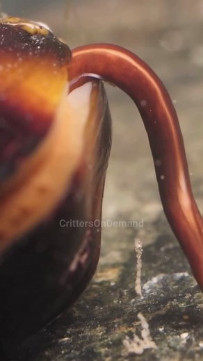 3.9K views · 43 reactions | Meet the sea's master engineers!  Mussels use their foot to create lifelines, forming a tight-knit community that even the harshest waves can't break. Dive into their world and discover how their unique 'glue' could revolutionize human medicine. #mussels #mussel #sealife #oceanlife #naturefacts #naturelovers | Critters On Demand | Facebook