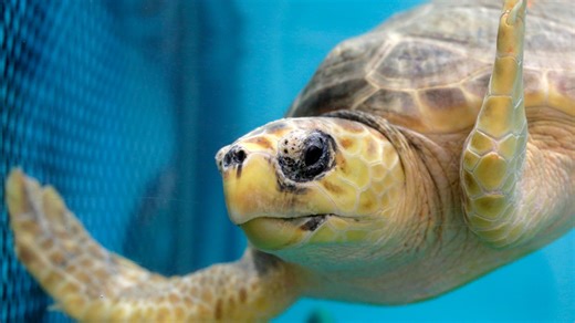 Endangered sea turtle populations showing some signs of recovery