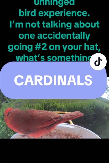 Did you know Cardinals get their trademark color red from the food they eat? The berries they eat contain carotenoids which give them their hue. Cardinals continue to be so facinating!