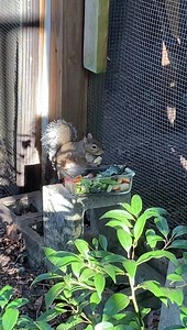 33 reactions · 4 comments | Chloe the corn thief strikes again | Secret Squirrel Wildlife Rehabilitation | Facebook