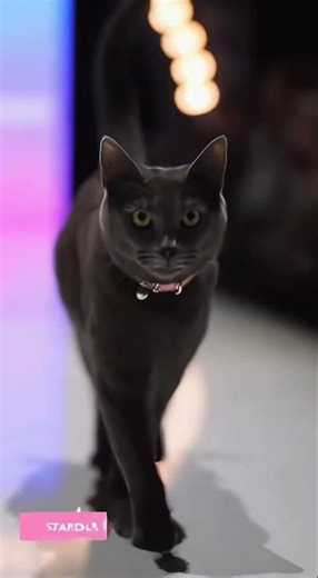 Every pet deserves their runway moment. #petfashion #catmodel #dogmodel