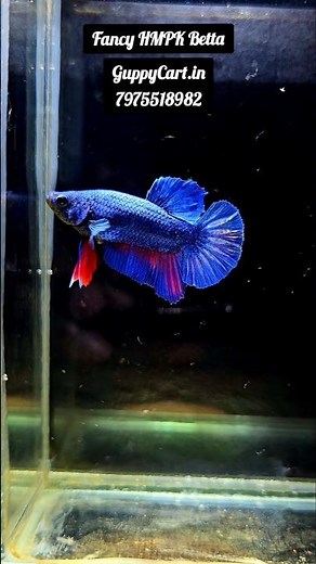 Royal Blue HMPK Betta with Splashes of Magenta for Sale | Rare Vibrant Halfmoon Plakat Betta
