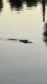 Florida Alligator on the Move