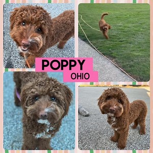 UPDATE: Poppy-OH has been adopted❣️ We wanted to take a moment to thank everyone for their interest!! We had a lot of great applications but only one Poppy-OH and we are so sorry to disappoint! ◼◼◼◼◼◼◼ Meet Precious Poppy-Ohio, a female 7 month old Mini Goldendoodle puppy, who is in an IDOG foster home in Chardon, Ohio, near Cleveland. Poppy-Ohio can be described as: 👋🏻 Friendly 🎾 Playful 🥰 Loving 🤗 Cuddly ❤️ Sweet ‼️We do allow out of state adoptions but you MUST be willing to travel to th