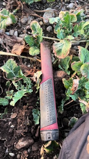 The Thrill of Metal Detecting: A Beginner's Guide