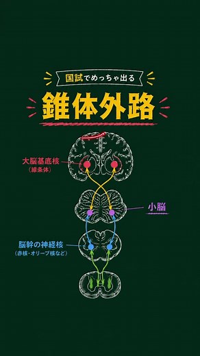 みんなが嫌いな伝導路の話 今回は「錐体外路」編 国試の中でも一番出題される伝導路 内容はざっくりとしたものだけど、これ覚えておくだけで理解力かなり変わるから参考にしてみてね！ #国試対策 #鍼灸国家試験 #看護師国家試験 #解剖学 #いがちゃんの国試対策