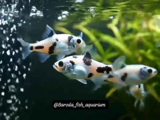 Baroda Fish Aquarium on Instagram: "🐼 Premium Panda Molly Fish – Only at Baroda Fish Aquarium 🐼 Looking for something cute, active & unique for your aquarium? ✨ Presenting Panda Molly Fish — famous for their white & black panda-like pattern and playful nature. ✅ 100% Healthy & Tank-Bred ✅ Peaceful & easy to care — best for beginners ✅ Active swimmers — make your aquarium lively ✅ Suitable for community tanks 📏 Size: 1.5 – 3 inch 🌊 Ideal for small & medium aquariums 🌿 Best in groups for a be