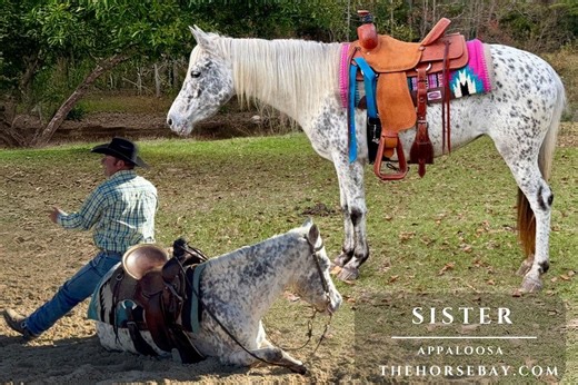 Appaloosa Horse for Sale – Sister | The Horse Bay
