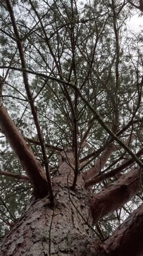Real Sounds From Inside a Scots Pine | Wind & Tree Creaks #shorts