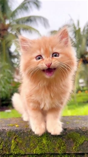 Best Cat Sounds & Crazy Cat Fight 😹🐱🔥 | Funny Cat Battle | #Shorts