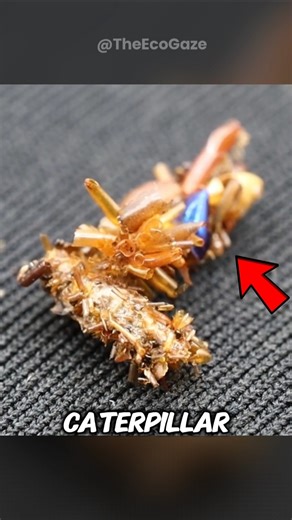 This Insect Wears Ant Heads as a Hat! #animals #facts #wildlife