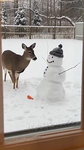 Deer Steals Snowman’s Nose | Evan Era