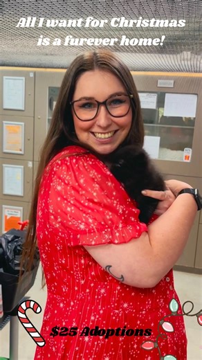 🎄 All I Want for Christmas… is a Furever Home 🎄 While many of us are counting down to holidays, family time and festive fun… our cats are simply hoping for one thing this Christmas, a home of their own. Right now, Cat Haven is full of beautiful adult cats who have been overlooked time and time again. They watch people walk past their condos each day, hoping today is the day someone chooses them. 💛 To help them find the loving families they deserve, all adult cats (1y ) are just $25 to adopt. 