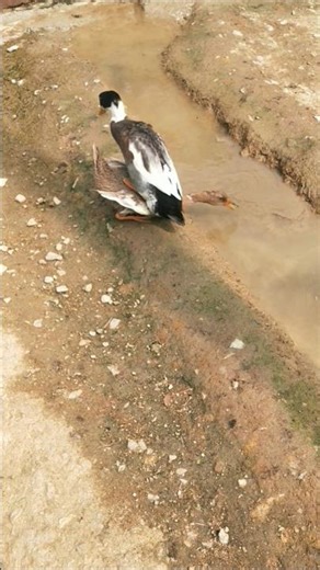 Funny Indian runner duck in my farm #duckfarm #cuteanimal #pekinduck #babyduck #ducklife #cuteduck