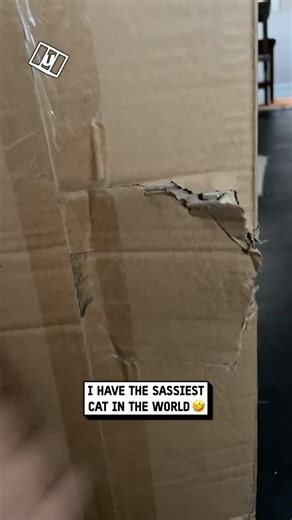 UNILAD on Instagram: "He didn't want to be disturbed 🤣⁠ ⁠ 🎥 Collab"