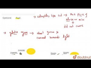 Name the scientist who discovered that decapitated coleoptile would resume photo-sensitivity