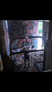Stinky 🐐 and Dahlia 🐰 sharing a bed together. It was a cute and adorable moment to capture as I opened up the barn this morning. Our hearts are heavy with the sudden loss of Hutch. He lived a great 14 years and we miss him dearly. Sometimes as I wake up, I wonder, "who else, today?". With over 120 animals here - there's lots of life here, but there's also death. That's just the natural order of things. Nothing stays the same. Hoping for a peaceful day, as life continues on at the Lucky Ones Ra