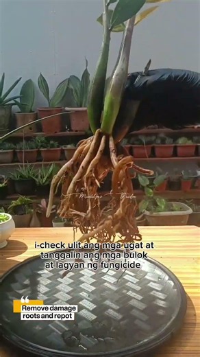 Variegated Zz plant #plantcare #homegardening #plants #garden #usefultips