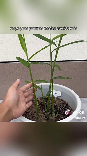 Easy Indoor Plant Care Tips for Beginners