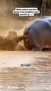 418K views · 3.6K reactions | #fyp #animals #opipanimaltales @sorotan | Opip Saepudin | Facebook