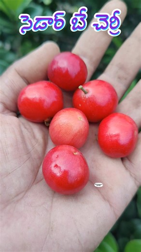 This cherry tree can also be grown as an ornamental plant #cedarbaycherry #viralshorts2025