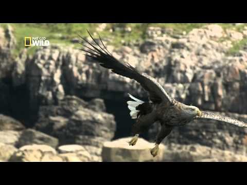 Les aigles pygargues