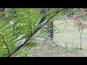 Ngintip orang pacaran di hutan lihat kelakuannya