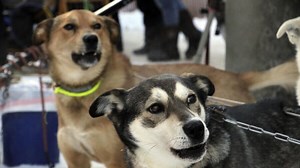 33 Iditarod Sled Dog Race Mushers to Trek Across Alaska