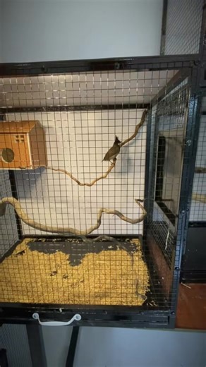 Cây này nuôi mào được không các bác 🥰