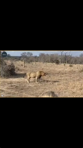 Vidéos de wild animals world👹 (@wild_animalsworld) avec son original - wild animals world👹